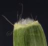  Ligule